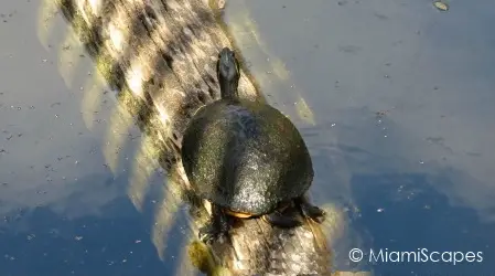 Turtle at Kirby Storter at Big Cypress Preserve