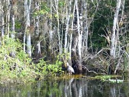 Heron at HP Williams Roadside Park at Big Cypress