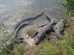 Alligators at Oasis Visitor Center at Big Cypress National Park