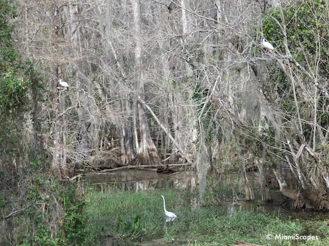 Cypress Swamp at Big Cypress National Park