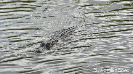 Alligator swimming at Oasis Visitor Center at Big Cypress Preserve
