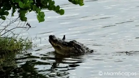 Alligator with fish in mouth at Oasis Visitor Center at Big Cypress Preserve