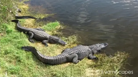 Alligators at Oasis Visitor Center at Big Cypress Preserve