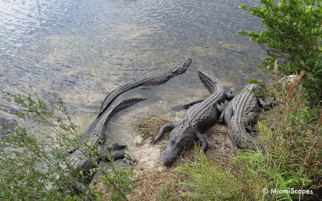 Alligators at Oasis Visitor Center at Big Cypress Preserve