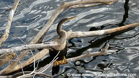 Anhinga at Oasis Visitor Center at Big Cypress Preserve