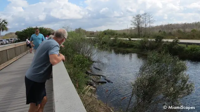 Alligators along the boardwalk at Oasis Visitor Center Big Cypress Preserve