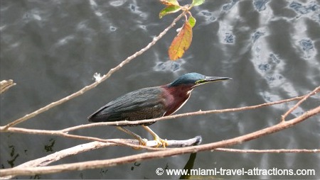 Litle Green Heron at Oasis Visitor Center at Big Cypress Preserve