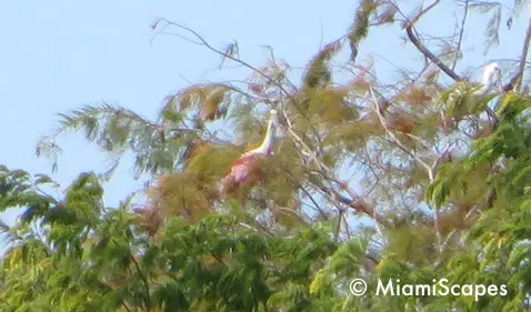 Spoonbills at Oasis Visitor Center at Big Cypress Preserve