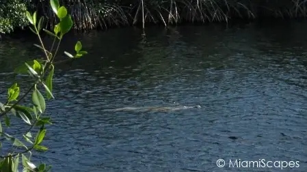 Manatee pausing for air at 
 Big Cypress Welcome Center