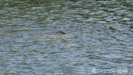 Manatee swimming at 
 Big Cypress Welcome Center