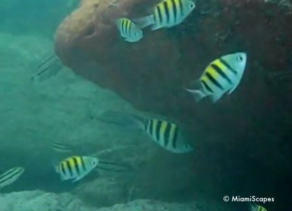 Snorkeling at Bill Baggs