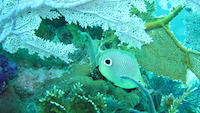 Biscayne Bay National Park Coral Reefs