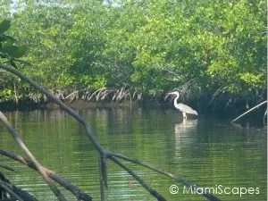 Biscayne Bay National Park Mangroves and Egret Egret at Biscayne National Park Mangrove Forest