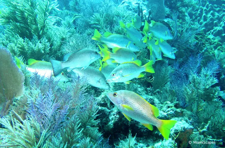 Coral Reef at Biscayne Bay National Park Coral Reef at Biscayne Bay National Park