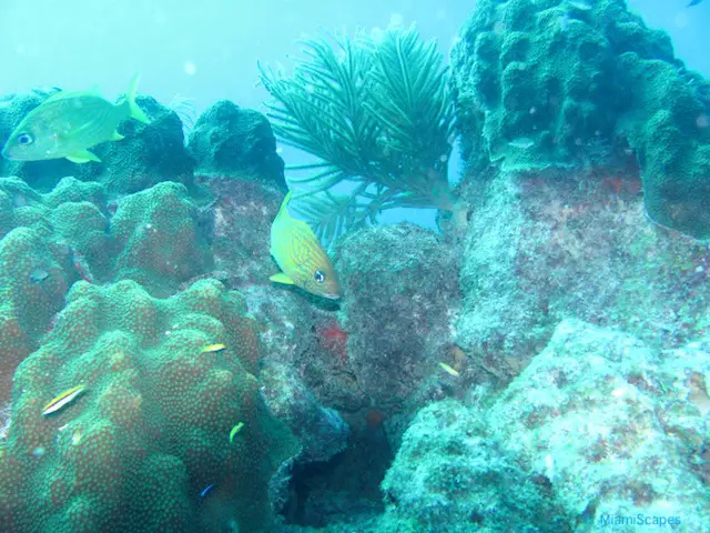 Beautiful Coral Reefs at Biscayne National Park