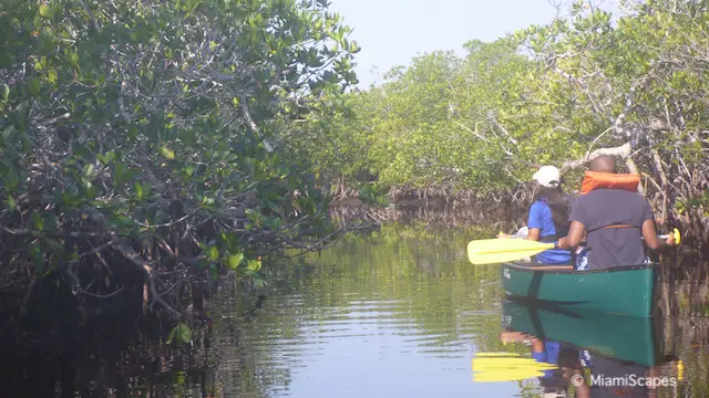 Canoeing in Biscayne National Park - Mangroves