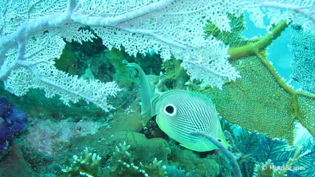 Snorkeling at Biscayne National Park