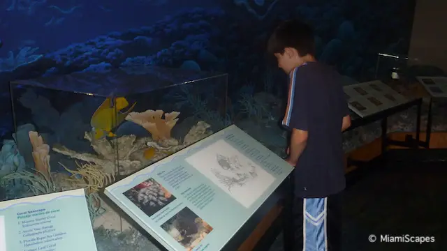 Coral Reef Exhibits at Biscayne National Park Visitor Center