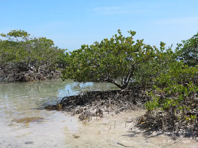 Mangrove Shore at Boca Chita Key