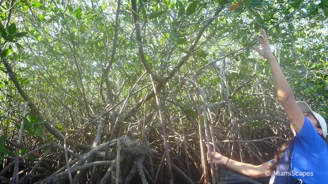 Canoeing in Biscayne National Park - Mangrove Forest