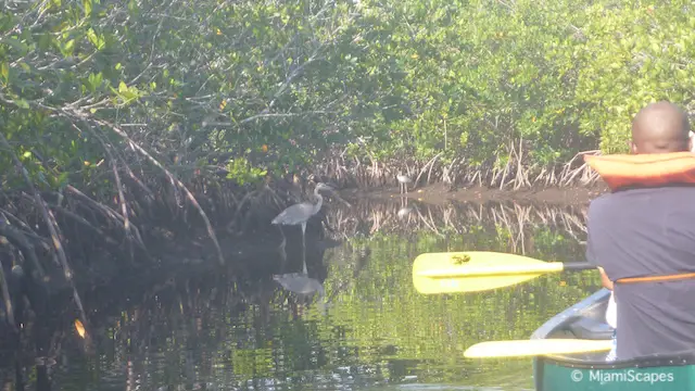 Canoeing in Biscayne National Park - Birds