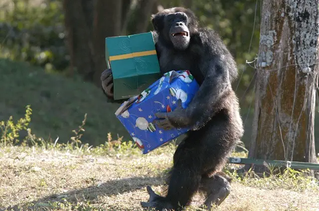 Chimp with Christmas Presents  at Zoo Miami
