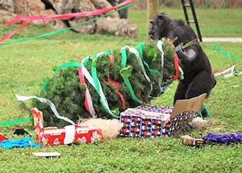 Christmas With the Chimps at Lion Countri Safari Christmas With the Chimps at Lion Countri Safari