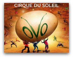 Cirque du Soleil Ovo in Miami