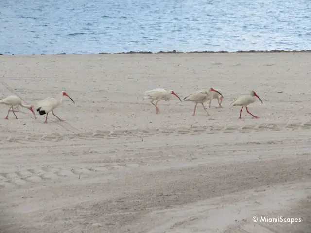 Ibis at Crandon Park