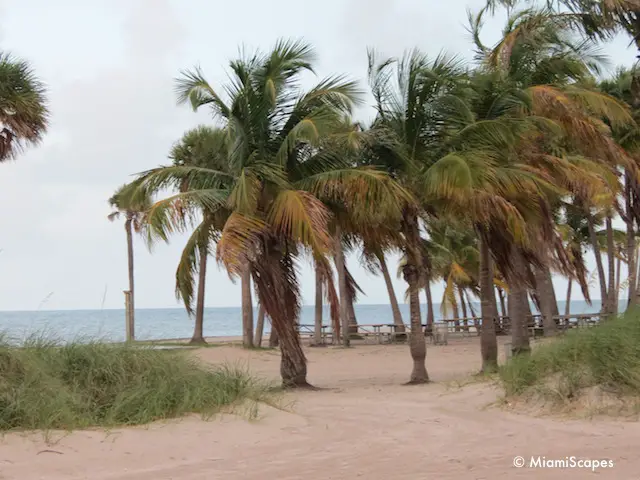 Picnic Tables at Crandon Park