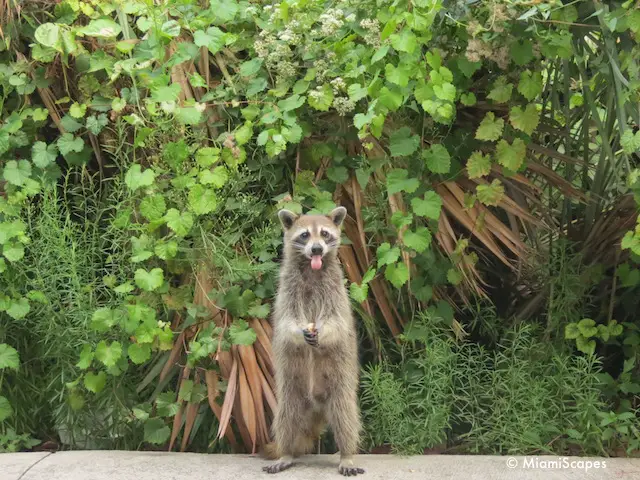 Racoon at Crandon Park