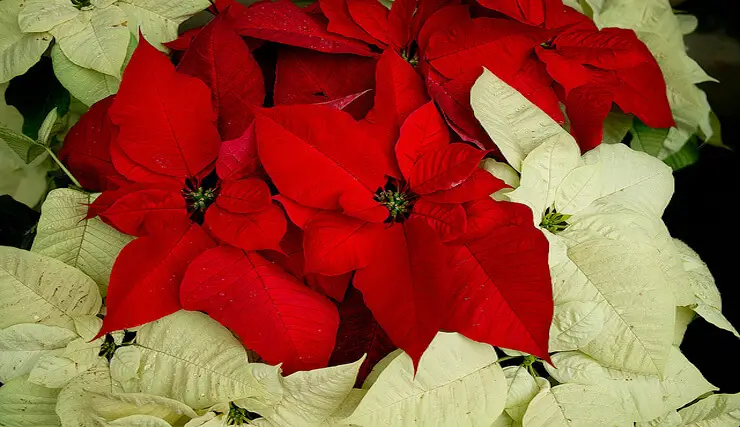 December Poinsettias