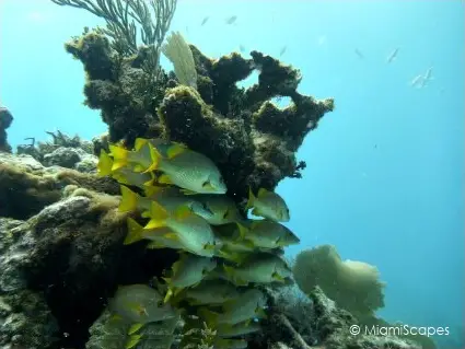 Diving French Reef in Key Largo