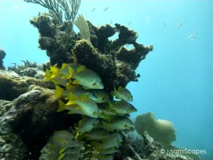 Diving French Reef in Key Largo Diving French Reef in Key Largo