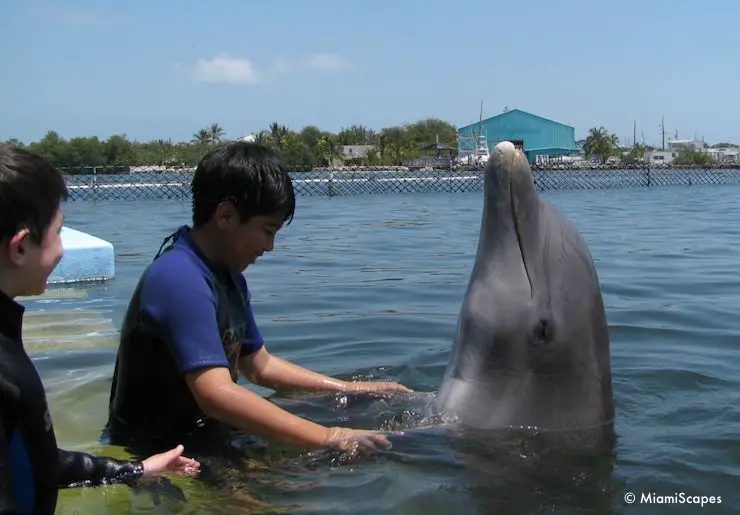 Our Dolphin Encounter at the Dolphin Research Center