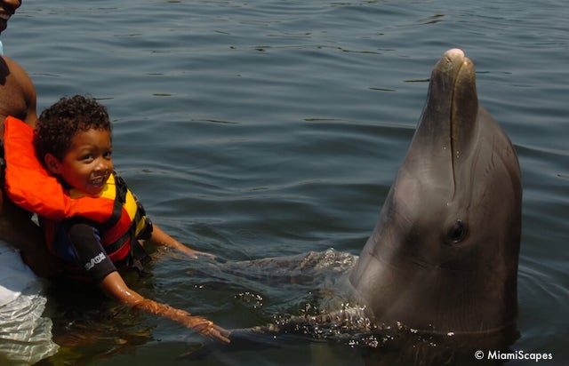 Dolphin Hand Shake at the Dolphin Research Center