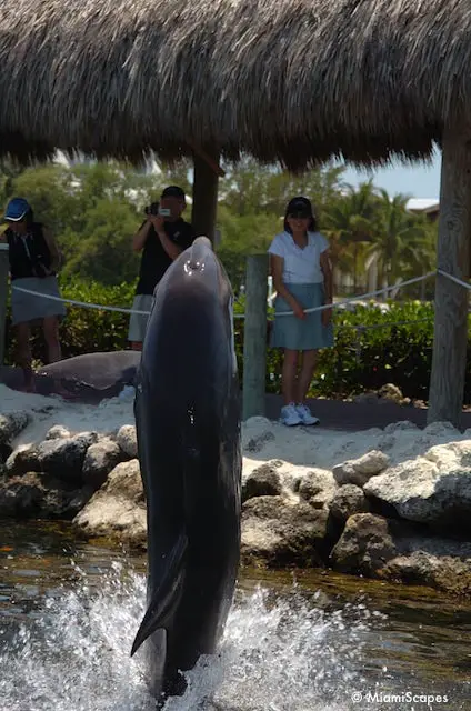 Grandma and Grandpa watch the encounter at Dolphin Research Center