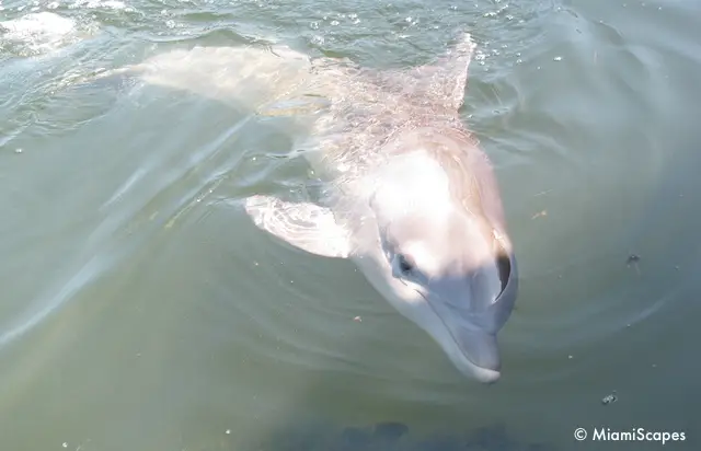 Playful Dolphin at the Dolphin Research Center