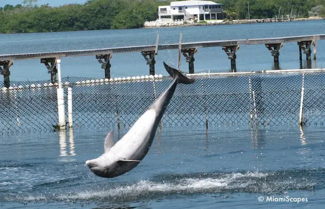 Playful Dolphin at the Dolphin Research Center