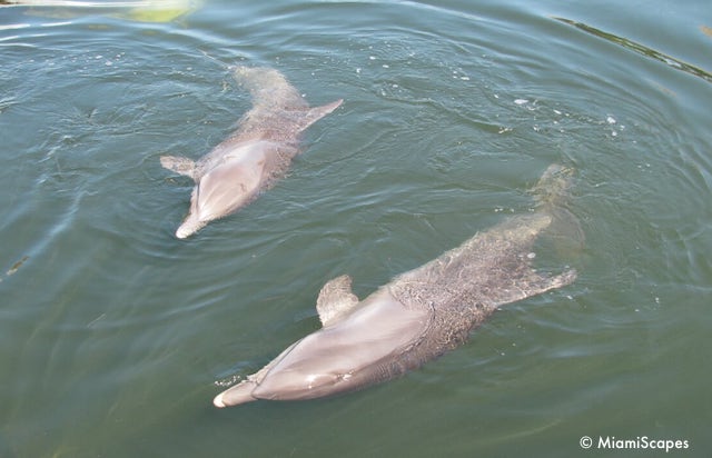 Playful Dolphins at the Dolphin Research Center