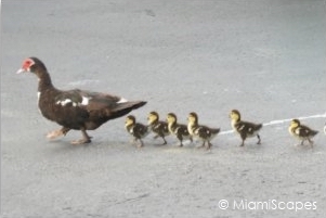 Mama Duck and ducklings cross the parking lot