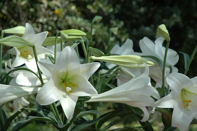 Easter Lilies