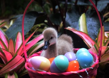 Easter at Jungle Island Easter at Jungle Island