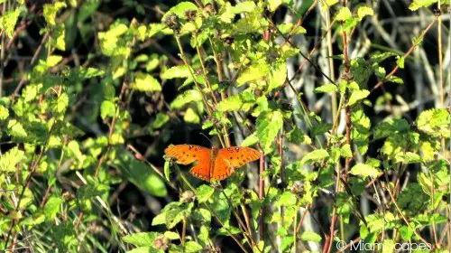 Eco Pond: butterfly