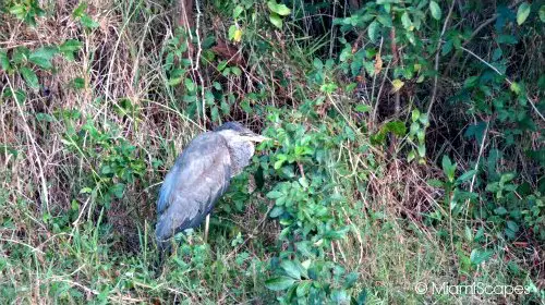 Eco Pond: a great blue heron 