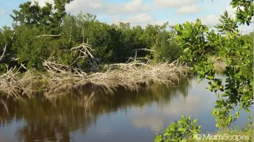 Eco Pond: Island in the middle of pond 