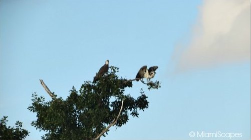 Eco Pond: a pair of nesting osprey 