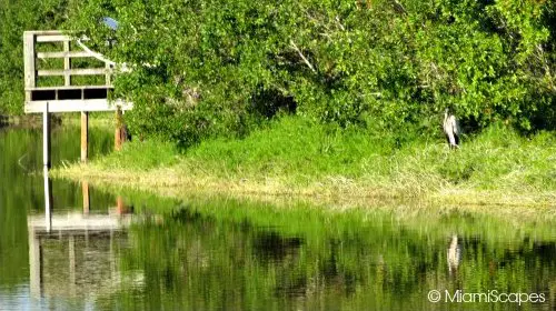 Eco Pond: platform 