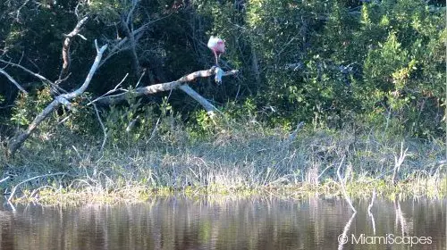 Eco Pond: A Roseate Spoonbill in the little island 