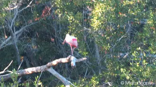 Eco Pond: Roseate Spoonbill 